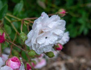 Gouttes de pluie et insecte sur rose blanche