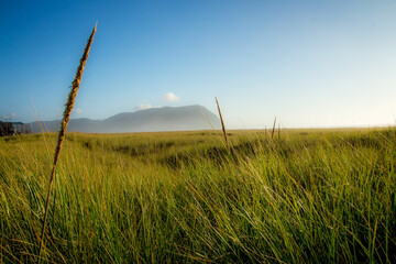 Tillamook head seen from the beach grass dunes at Seaside, oregon .