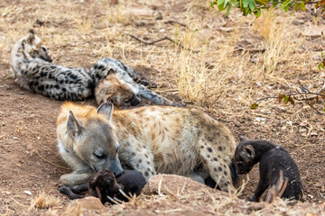 Hyena family in South Africa. Babys hyenas.
