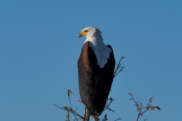 águila pescadora sobre una rama en el parque nacional kruger en sudafrica
