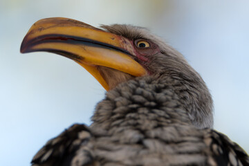 toco africano de pico amarillo en el parque nacional kruger en sudafrica