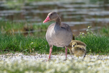 The greylag goose (Anser anser). Female of gooslings in Nationalpark Neusiedler See.
