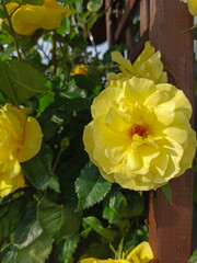 yellow roses in full bloom