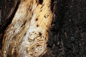 Pattern of a trunk