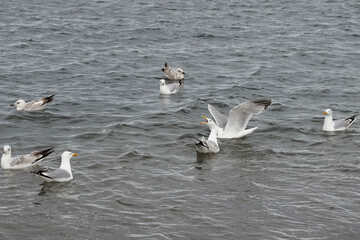 Seagulls squawking on the sea