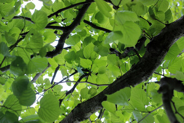 Tree  leafy canopy
