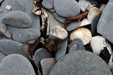 Seashells and stones by the sea
