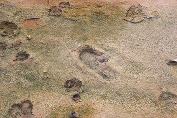 The footprints on the mud that are flooded