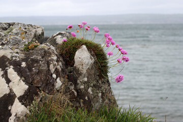 Sea Thrift Coastal Flowers
