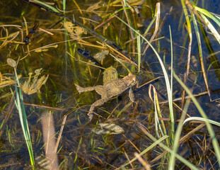 European toad in a pond with clear water