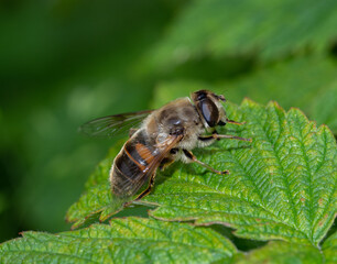 Close up of a common drone fly on a green leaf