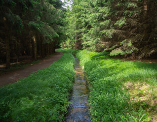 Fototapeta na wymiar Small creek through the forest next to a hiking trail