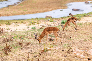 Impalas standing in an open field in the South African.