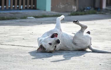 Motion stop image of dog rolling on concrete road for playing. © Taweesak