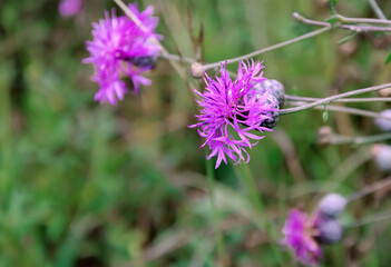 Purple Carduus flower on a background of green leaves
