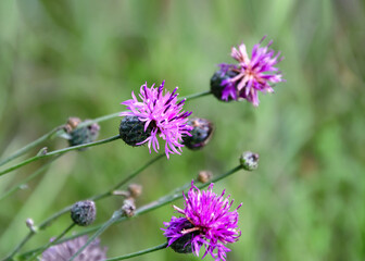 Purple Carduus flower on a background of green leaves