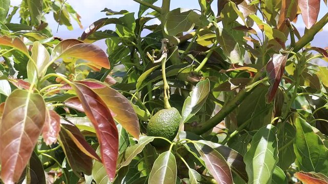 Frutos de aguacate en el &aacute;rbol en el mes de junio en el mediterr&aacute;neo creciendo