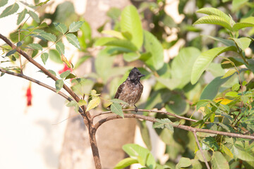 Red vented bulbul bird sitting on a plant branch