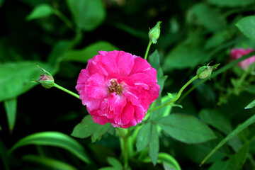 single pink flower 