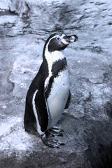 Naklejka premium Humboldt penguin (Spheniscus humboldti) standing on rocks