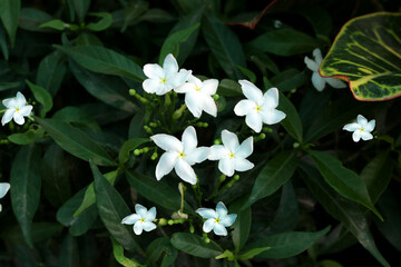white flowers