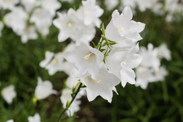 Fototapeta premium Campanula carpatica, beautiful white bell flowers