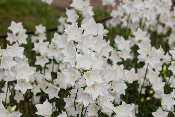 Beautiful delicate white bell flowers