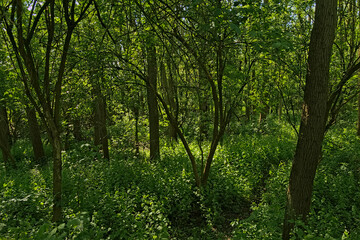 Fototapeta na wymiar Lush green spring forest in the flemish countryside, Vinderhoute, Belgium 