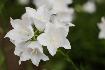 Fototapeta na wymiar Beautiful delicate white bell flowers
