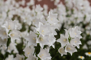 Campanula carpatica, beautiful white bell flowers