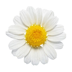 Chamomile flower isolated on white background.
