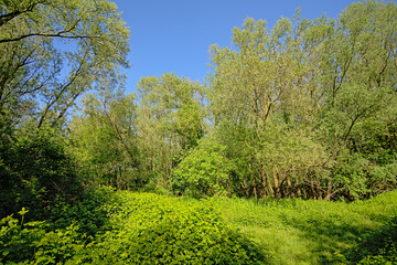 Blackberry shrubs and trees in the flemish countryside.