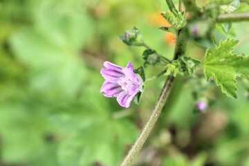 Una pequeña planta de hojas moradas 