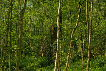 Dense young spring forest in the flemish countryside, Vinderhoute, Belgium 