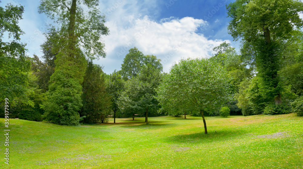 Wall mural beautiful meadow covered with grass in the park