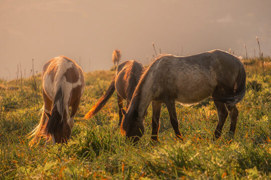 lindos cavalos selvagens a pastar ao p&ocirc;r do sol