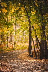 
golden autumn forest, road in the forest