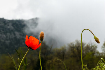Red poppy on a meadow on a mountain background. Fog is coming down.
