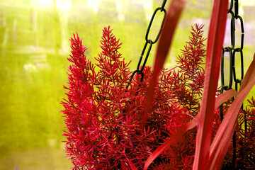 red leaves in a garden