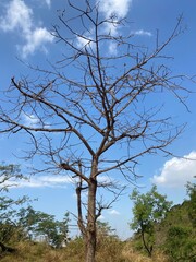 A Lonely Tree without leaves