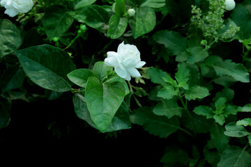 white flowers