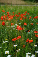 Wildblumenwiese mit Mohnblumen und Margeriten beim Tierheim Kitzingen