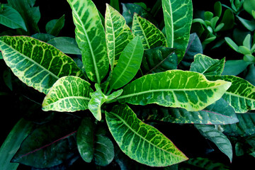close up of green leaves