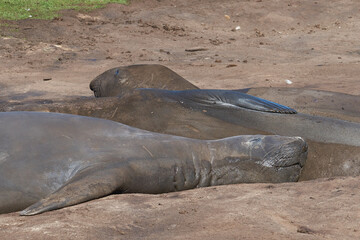 Southern Elephant Seals (Mirounga leonina) wallowing in a muddy stream on Carcass Island in the Falkland Islands.