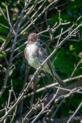 Interesting little Phoebe