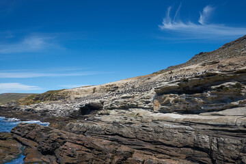 Large breeding colony of Imperial Shag (Phalacrocorax atriceps albiventer) on the coast of Carcass...