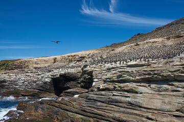 Large breeding colony of Imperial Shag (Phalacrocorax atriceps albiventer) on the coast of Carcass...