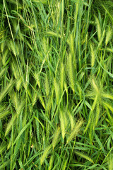 Green background after rain of fresh grass in droplets