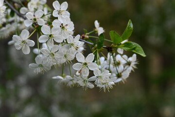 white cherry blossom