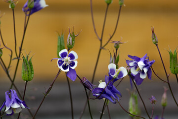 spring flowers in the garden
